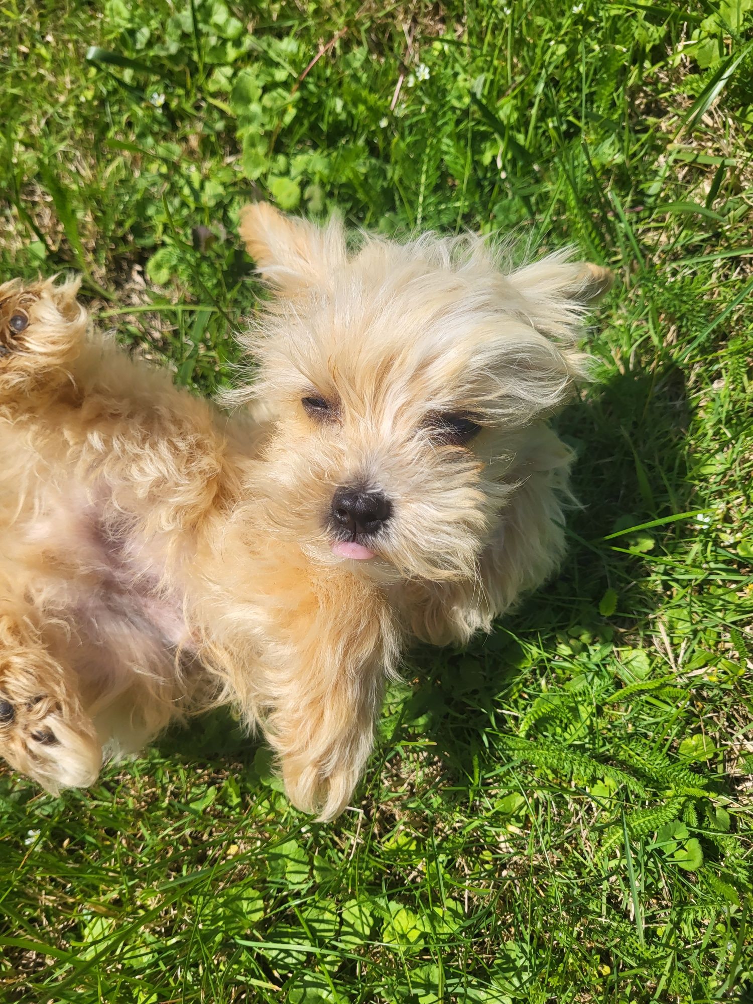 Chłopczyk Maltipoo