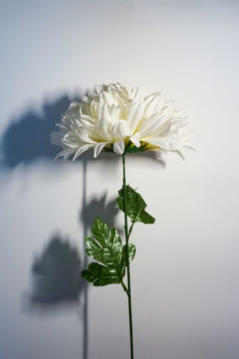 Chryzantema w kolorze białym