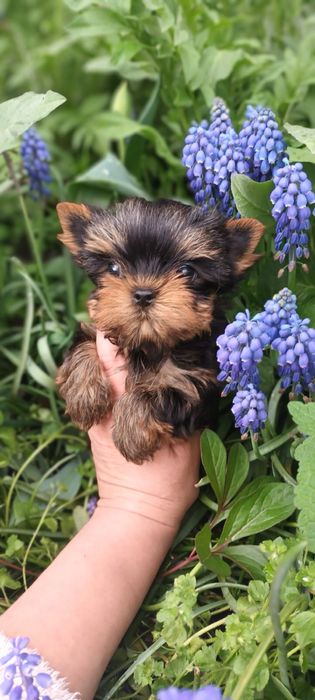 Супер породні цуценята йоркі з професійного розплідника !!