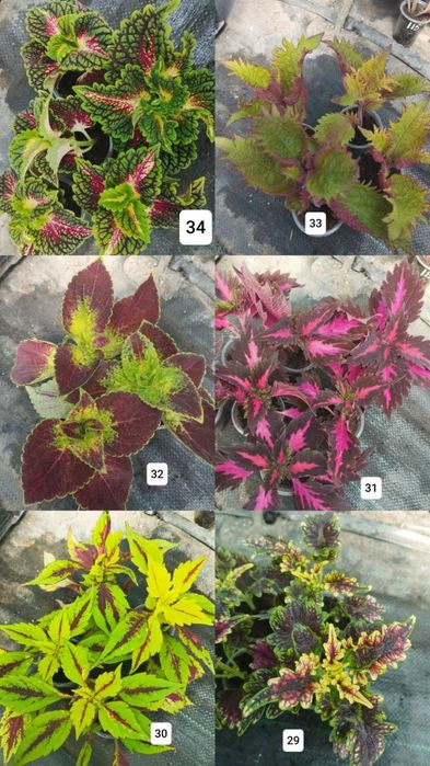 Продам колеуси різних сортів