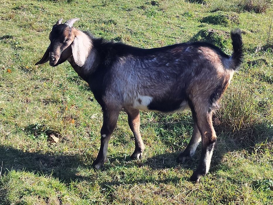 Цап Англо-нубієць на паровку