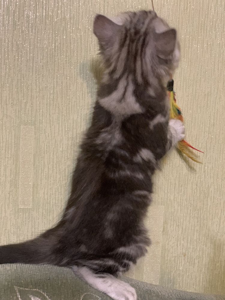 Котик породи шотландська висловуха