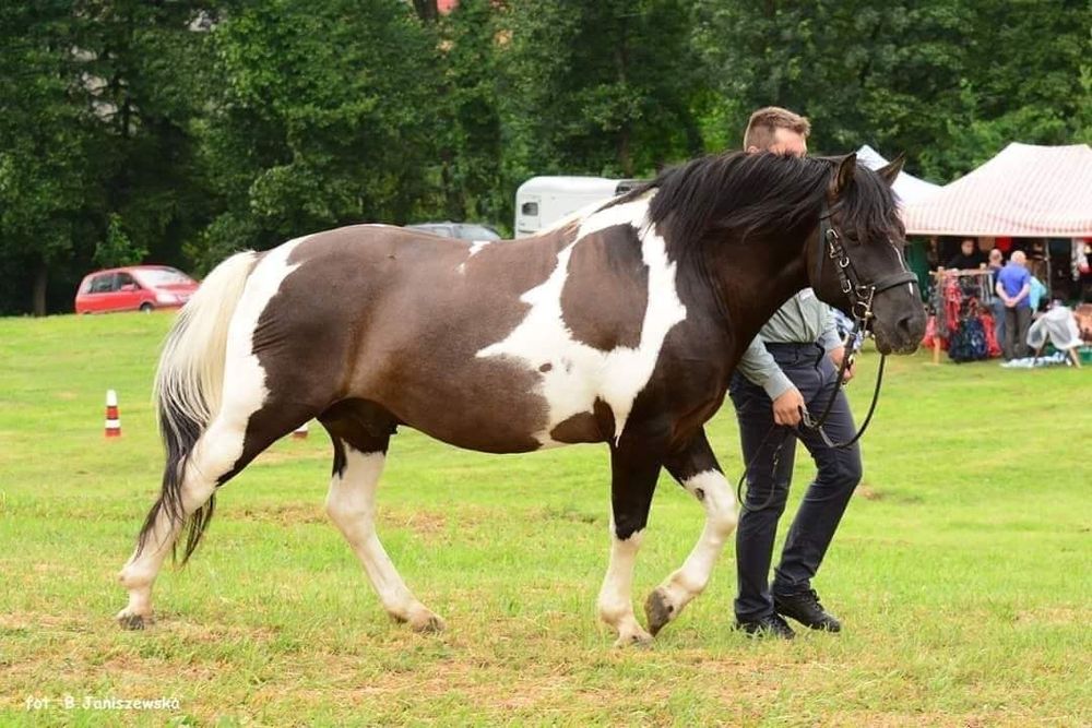 Roczna klacz huculska, hucuł.