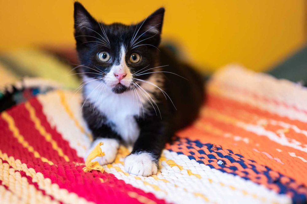 Atos i Aramis koci Muszkieterowie walczący w imię miłości