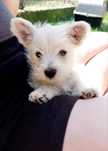 West Highland White Terrier gotowe do odbioru