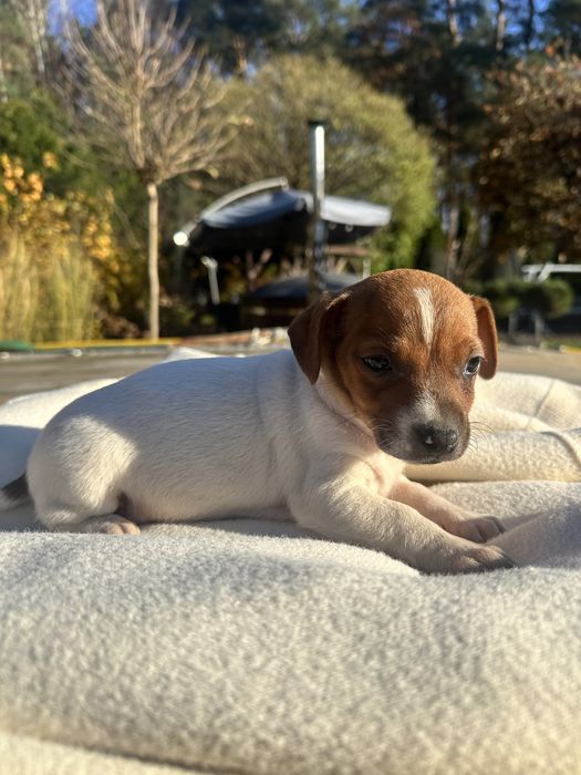 Suczka Jack Russell Terrier z Rodowodem
