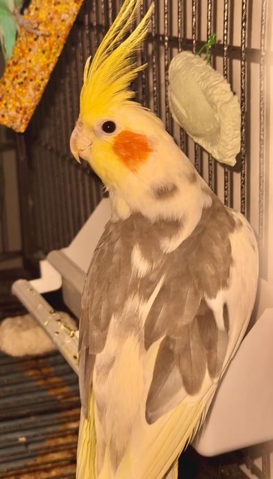 Вольер, клітка для папуг