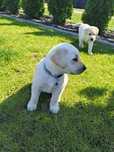 Smycz Labrador biszkoptowy 7 sztuk
