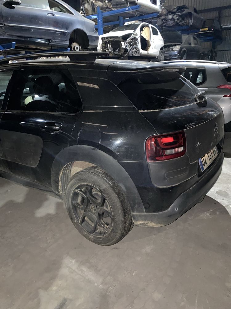 C4 cactus para pecaa