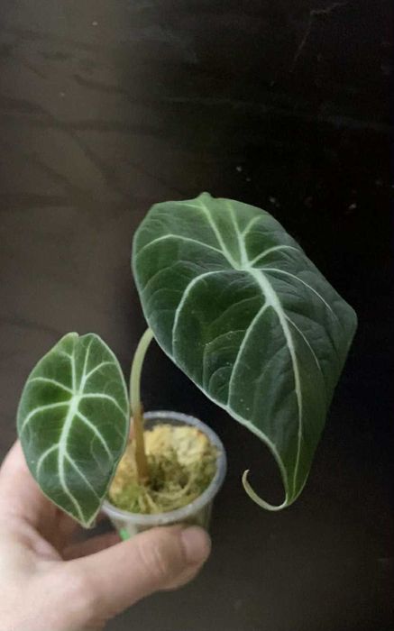 Алоказія Тигрина,ніндзя,гагеаана аурея і лаутербахіана вар, купрея