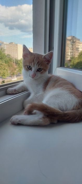 Віддам кошеня в добрі руки