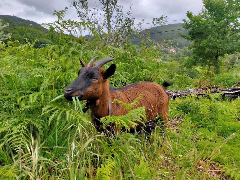 Cabras anãs (macho e fêmea)