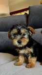 Linda cachorrinha Yorkshire