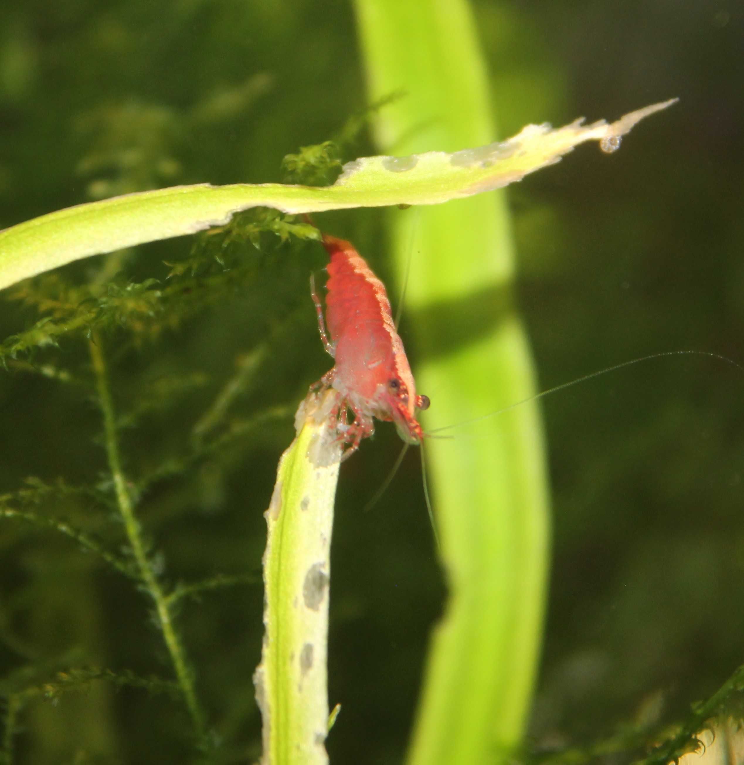 Camarões água doce var. Red Cherry (Neocaridina davidi)