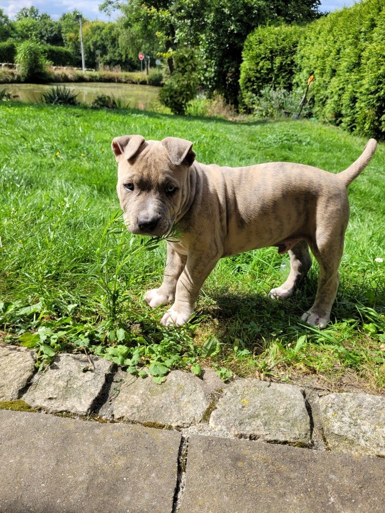 Piesek Amstaff piesek szczeniak ZAREZERWOWANY