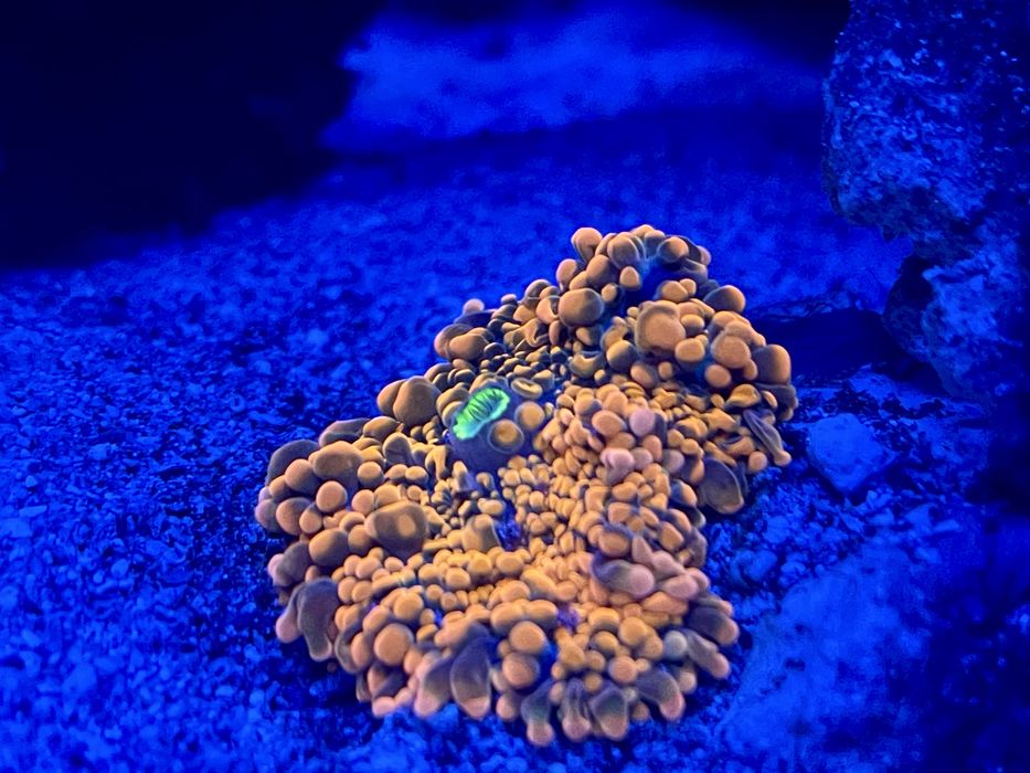 Ricordea yuma orange - akwarium morskie