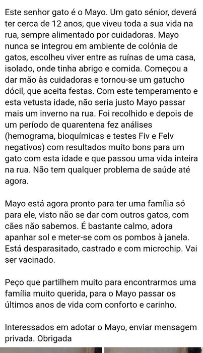 Gato sénior para adoção consciente