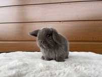 Karzełek Baranek/Mini Lop - Rodowód/Metryka Królik Króliki