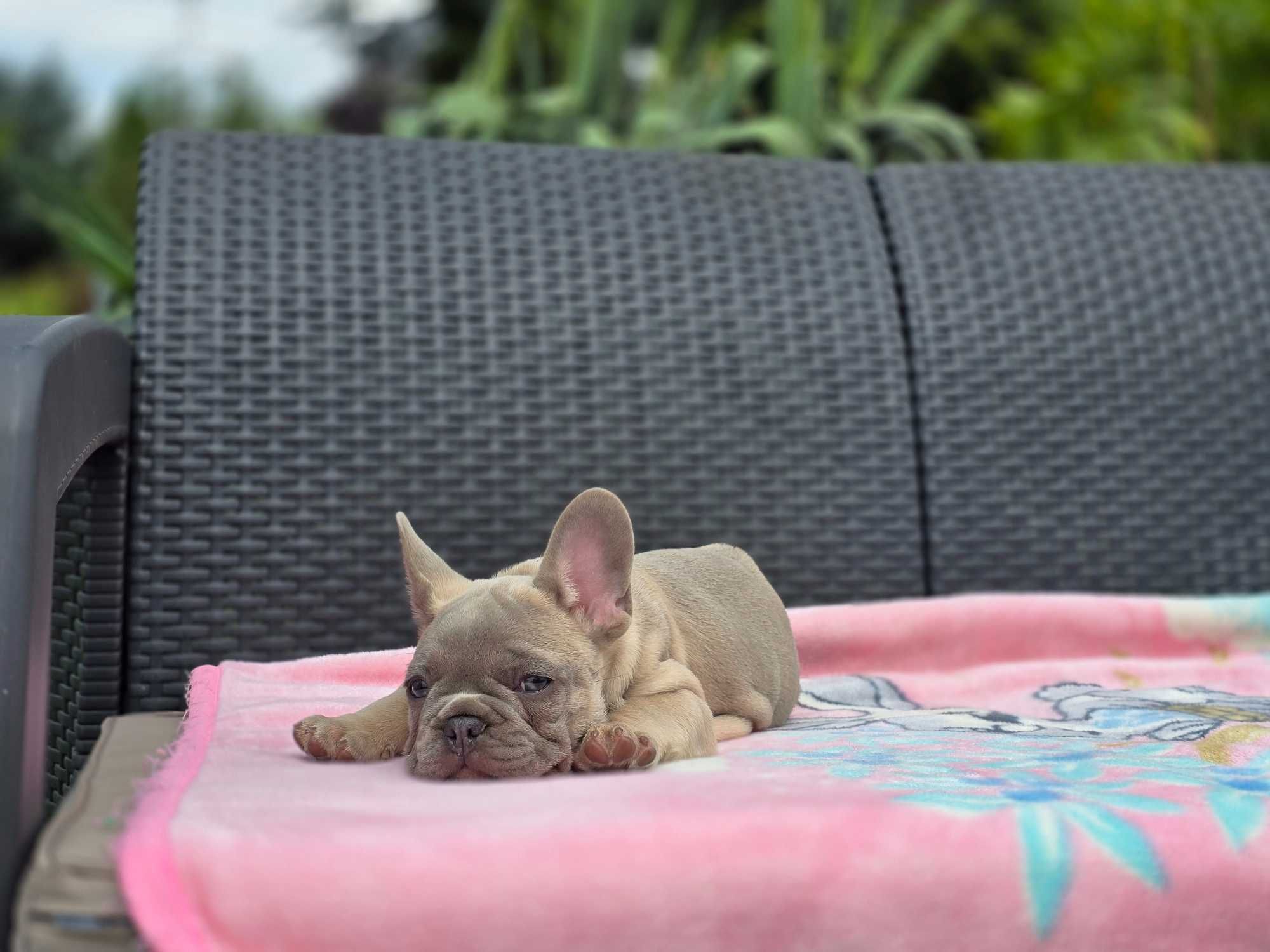 Buldog Francuski piękny piesek