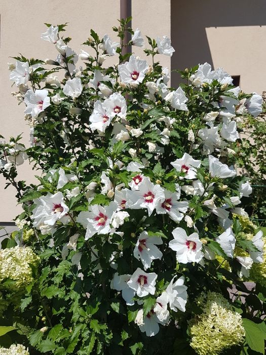 #Гібіскус деревовидний