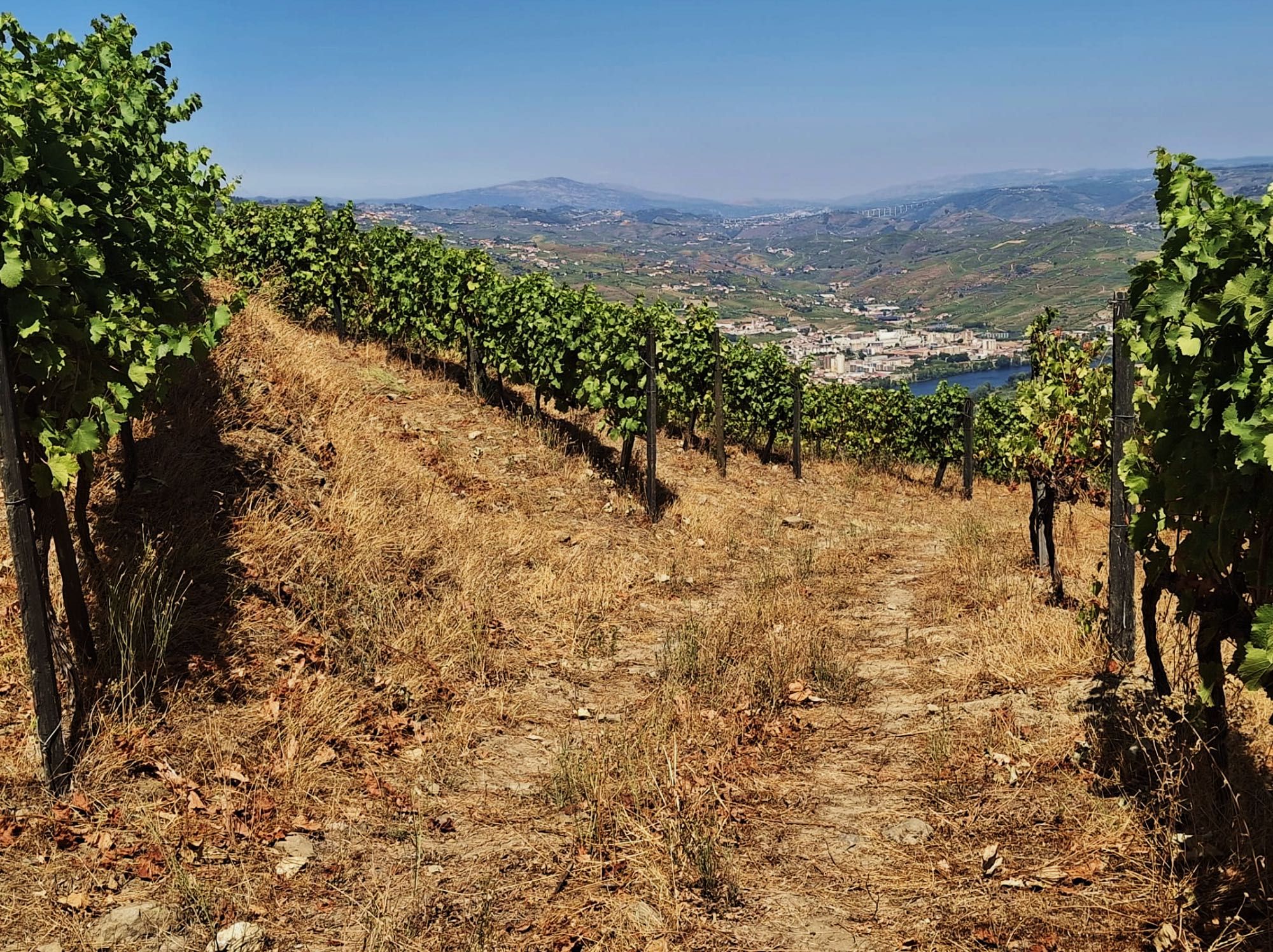 Vende-se Terreno no Alto Douro Vinhateiro