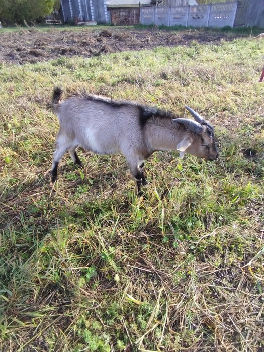 koziołek młody 5miesiecy