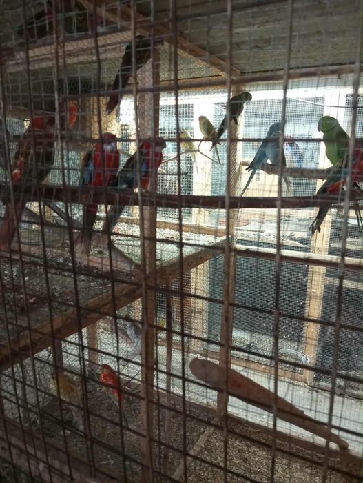 Ptaki kanarki różne