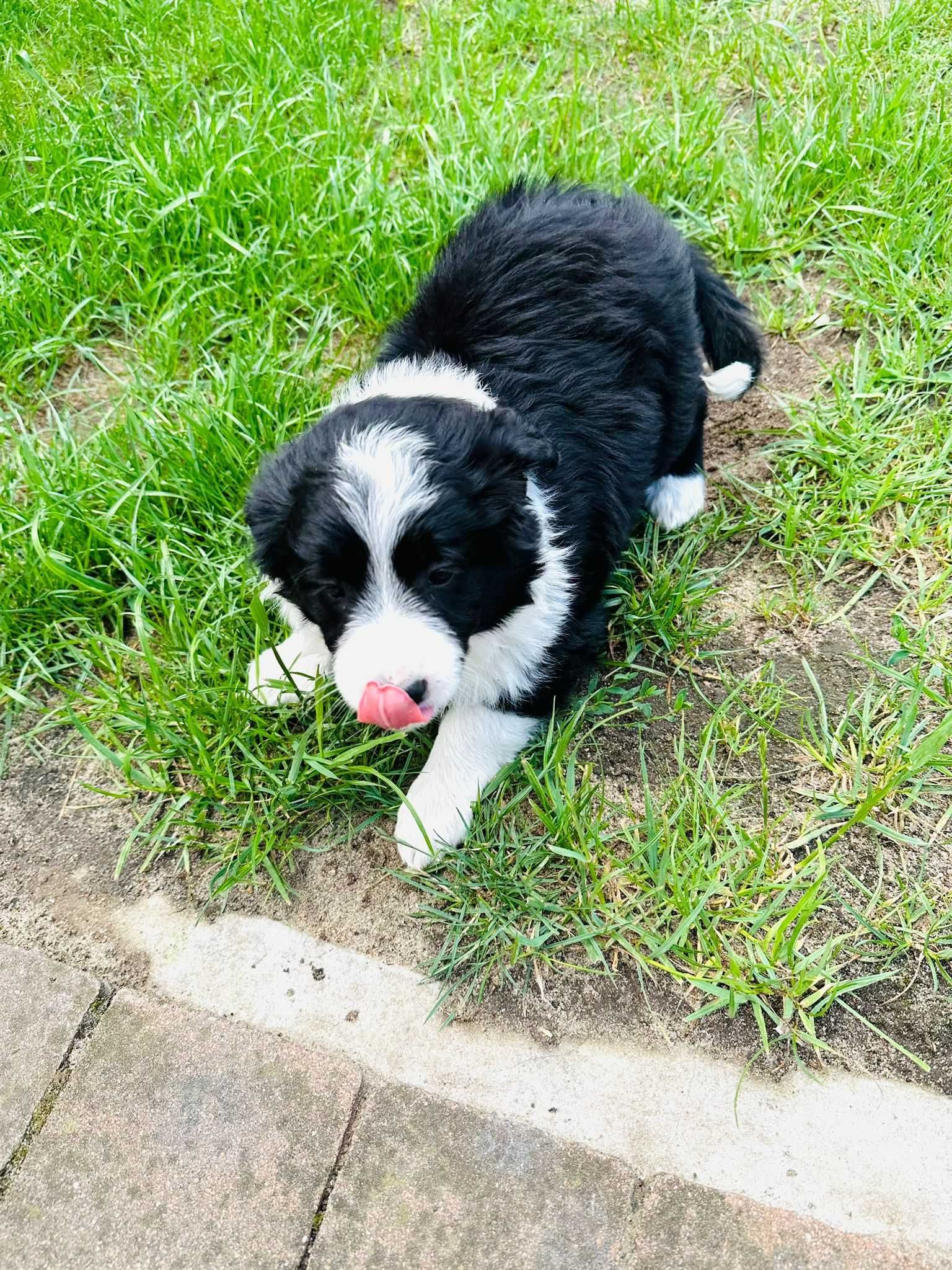 Border collie - piesek Czaruś
