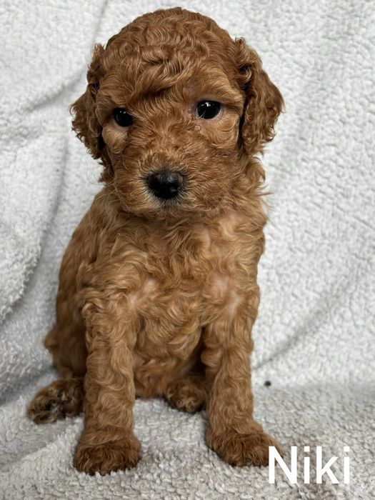 Bichpoo f1B Maltipoo Pudel Frispoo Bichon