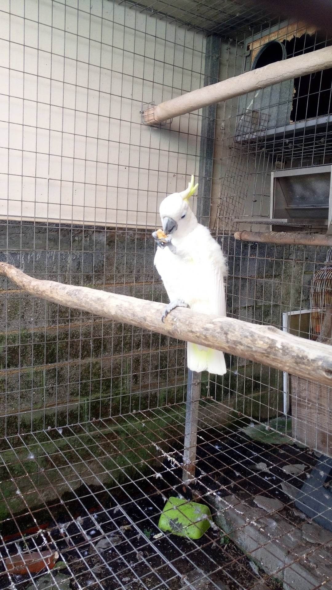 Cacatua macho adulto