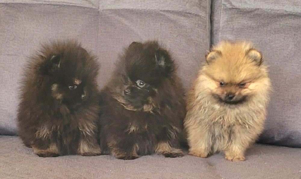 Szpic miniaturowy-chłopiec I dziewczynka