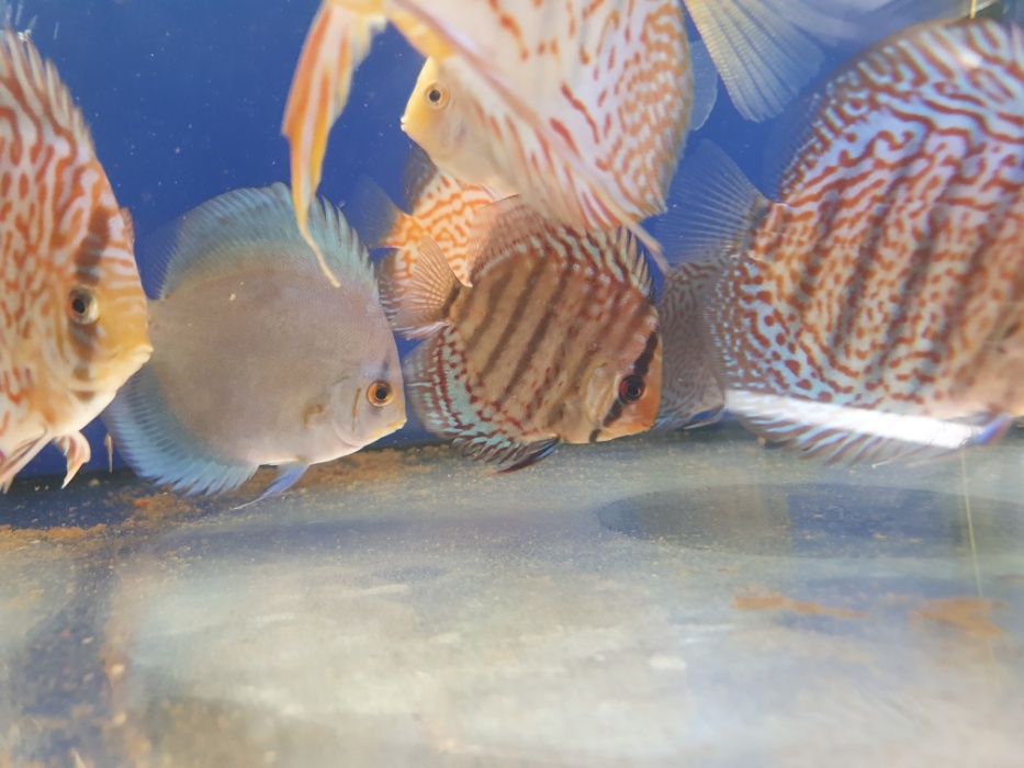Paletka krajowa kilka odmian od Tapajos.pl W-wa dużo ryb i roślin