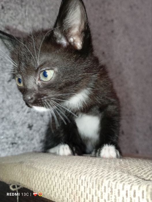 Маленькі комочки шукають дімВіддам безкоштовно в люблячу сім'ю.