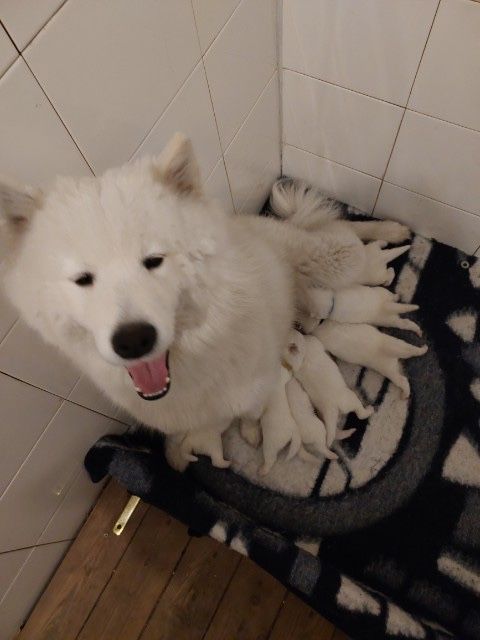Suczka   Samoyed