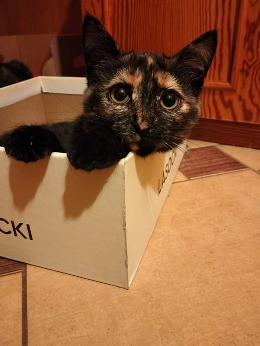 Kochajaca zabawna kotke oddam w dobre ręce