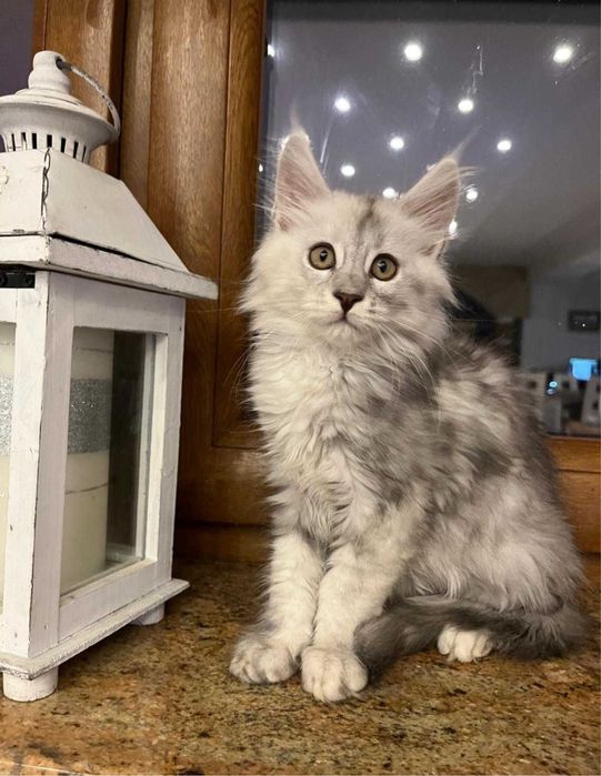 Kotka Maine coon ns 11