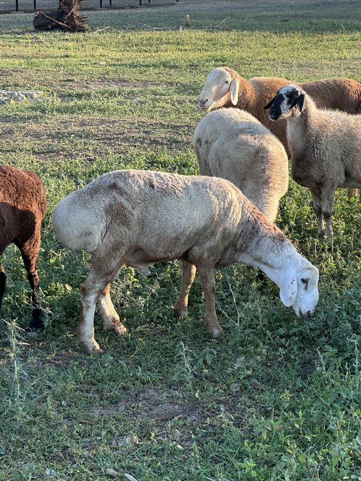 В продаже баранчик