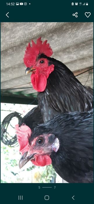 Pintos, e frangos (pitos) de raça Australorp Negra