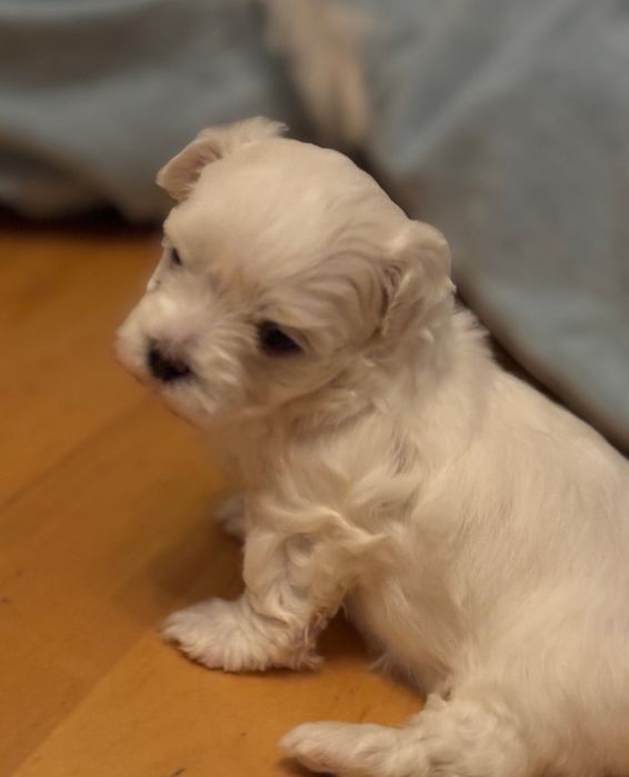 Maltańczyk Bez wad genetycznych