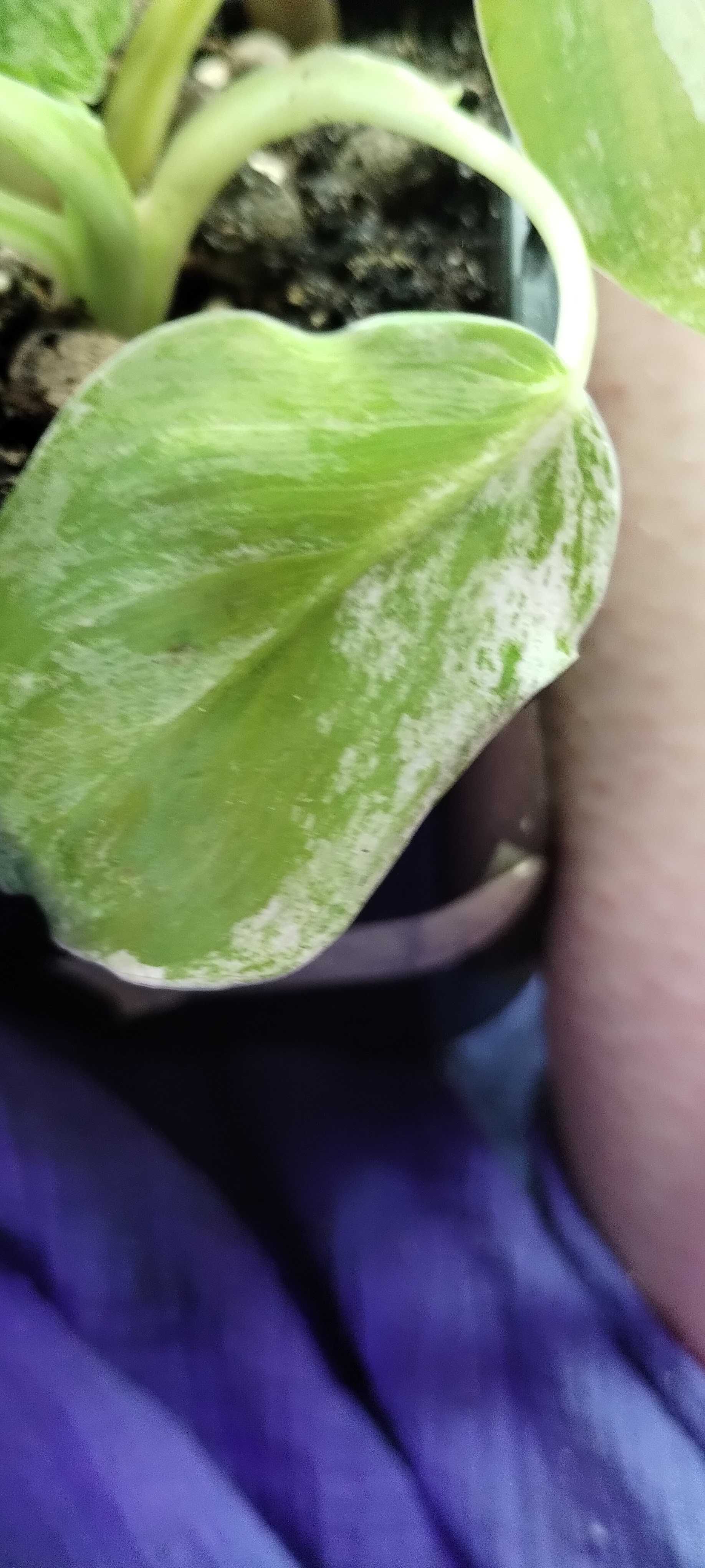 phiodendron giganteum variegata