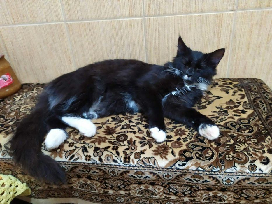 Пухнаста хмаринка щастя, кішечка Зая, кішка, котеня 5 міс.