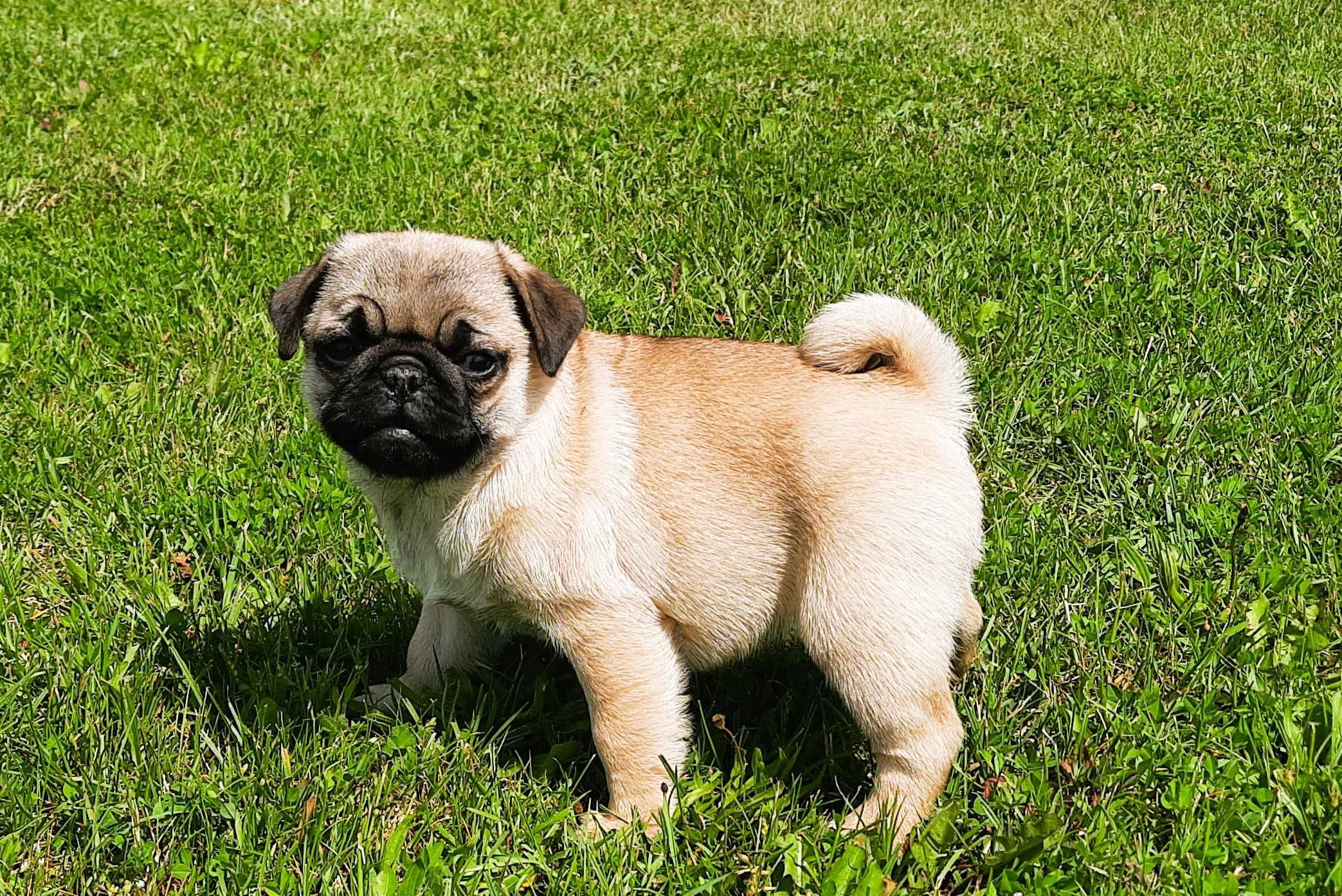 Mops suczka szczeniak Swiętokrzyskie