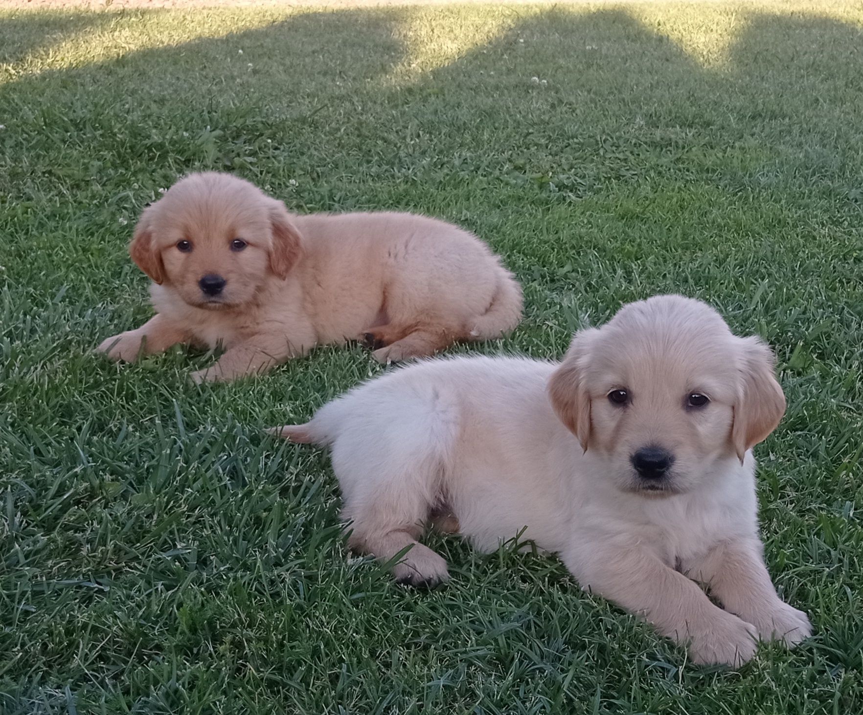 Golden Retriever Piesek