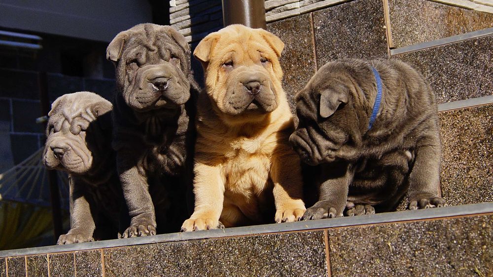 Frugo,Błękitno płowy samczyk Shar Pei z rodowodem, po rodzicach FCI