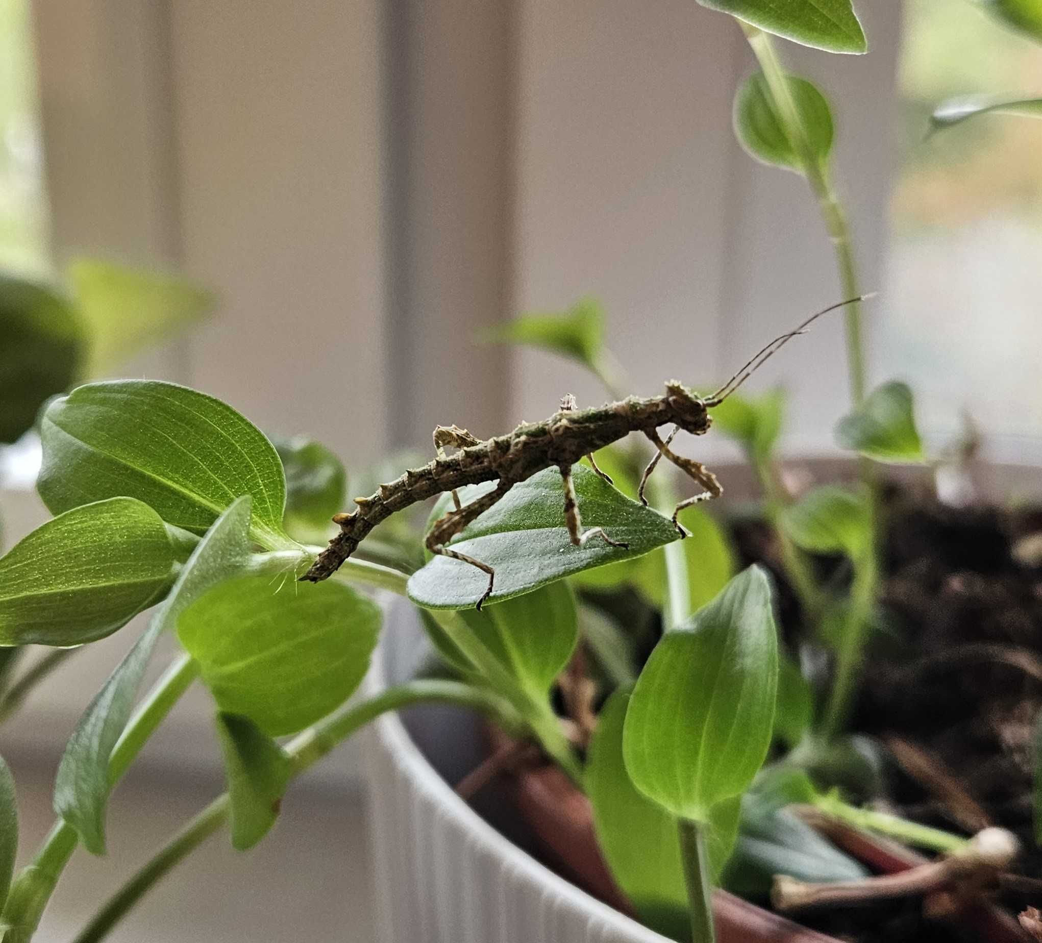 Straszyki filipińskie - sprzedam