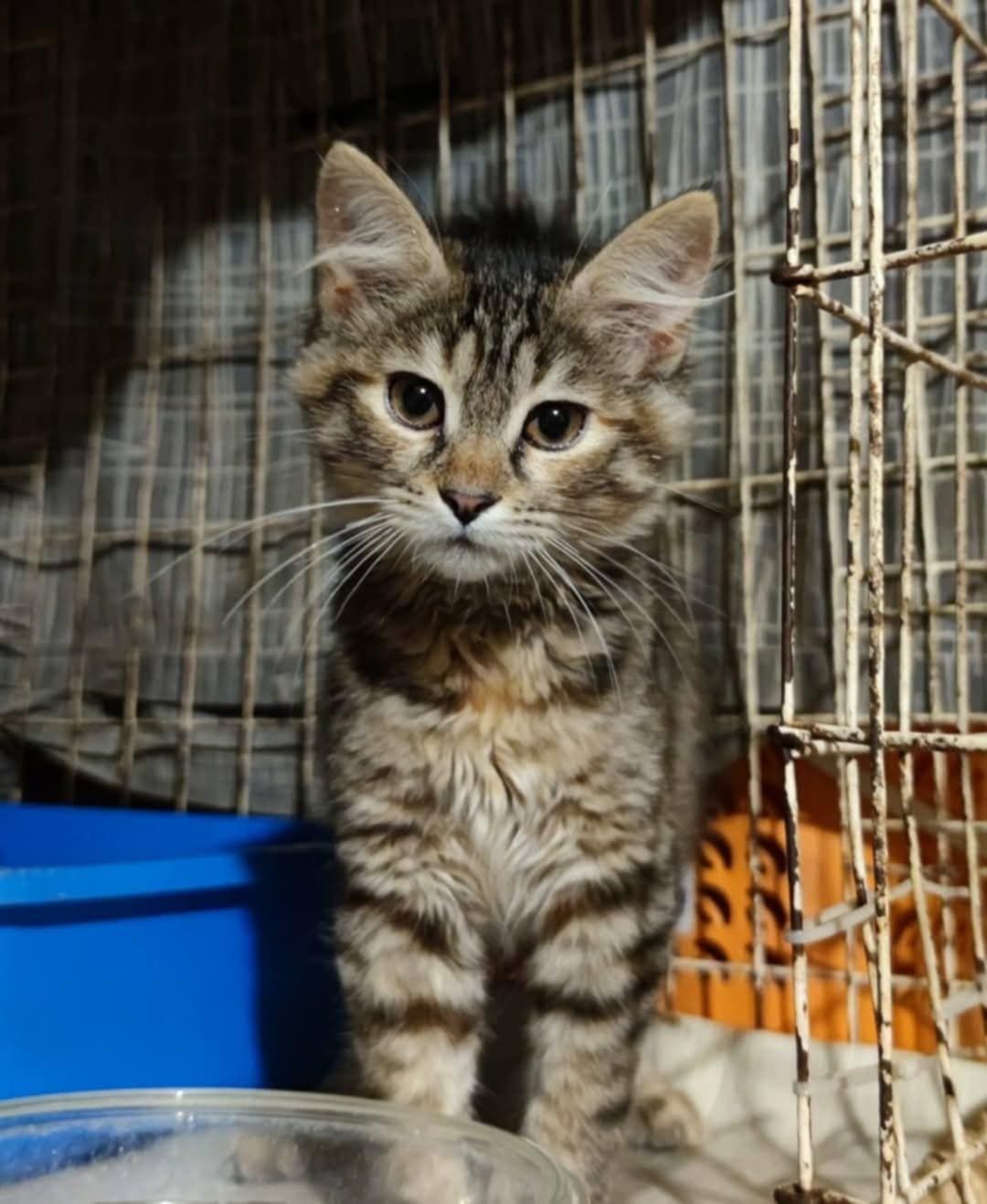 Котята из приюта ,ищем семью!