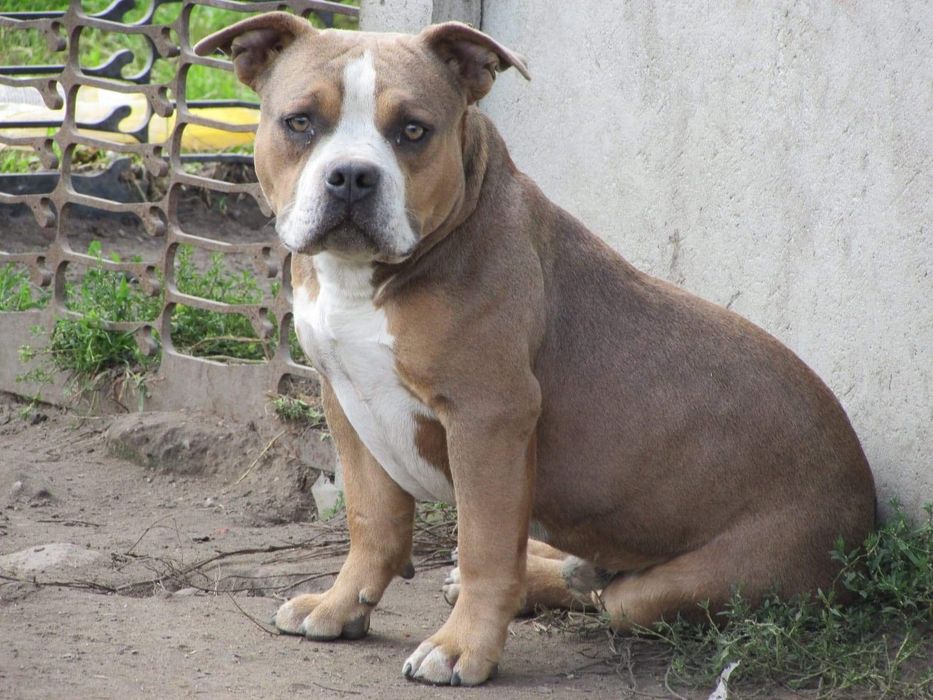 American Bully Pocket Piesek