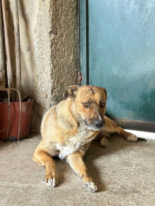 Cookie Para Adoção Responsável