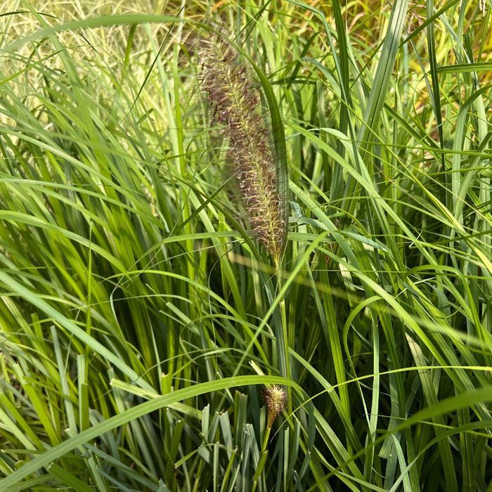 Rozplenica japońska 'Moudry' (Pennisetum alopecuroides) Doniczka 2.0L