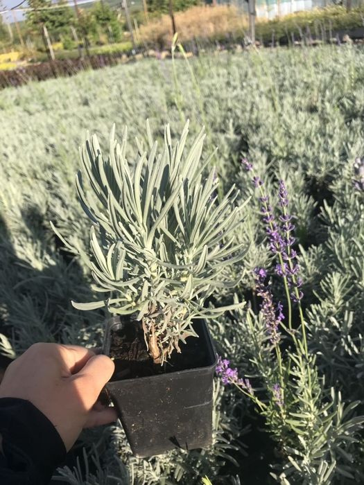 Туя Смарагд. 40см